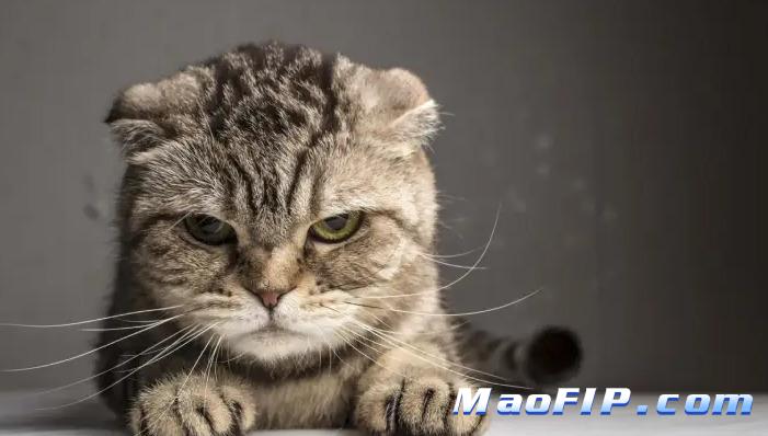 猫为什么会的猫传腹