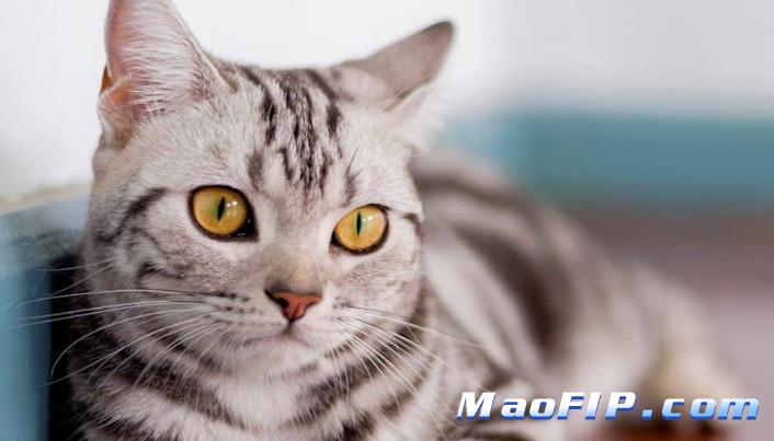 猫传腹国产药治疗费用低吗