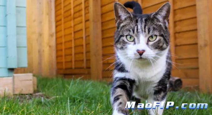 猫传染性腹膜炎症状诊断和治疗