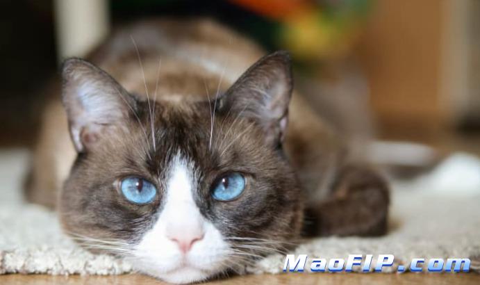 干性猫传染性腹膜炎(FIP)多少天会死