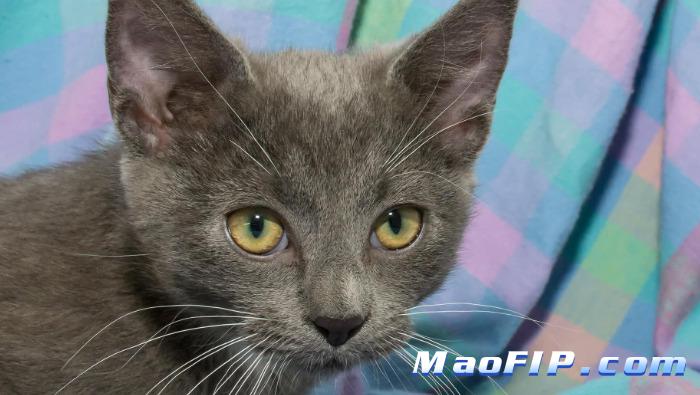 猫传腹是猫冠状病毒吗