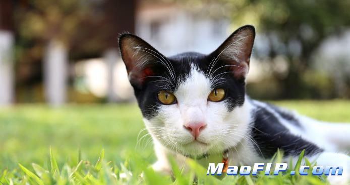 猫传染性腹膜炎的临床案例分析