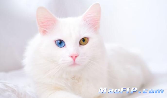 猫传腹怎么传染给另一只猫