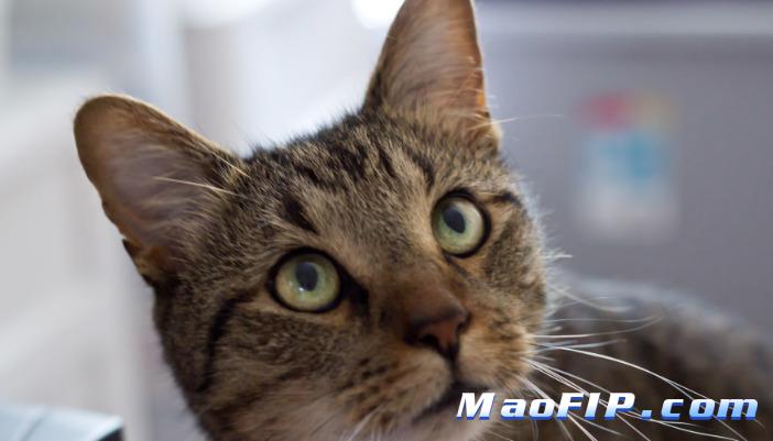 猫传染性腹膜炎治疗方法是什么