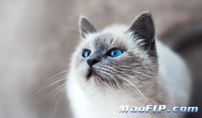 猫传染性腹膜炎(FIP)怎么引起来的