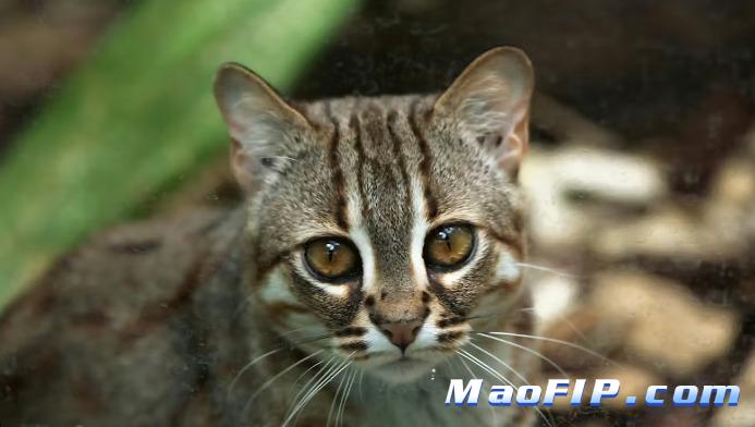 猫传腹治疗需要每天打针吗