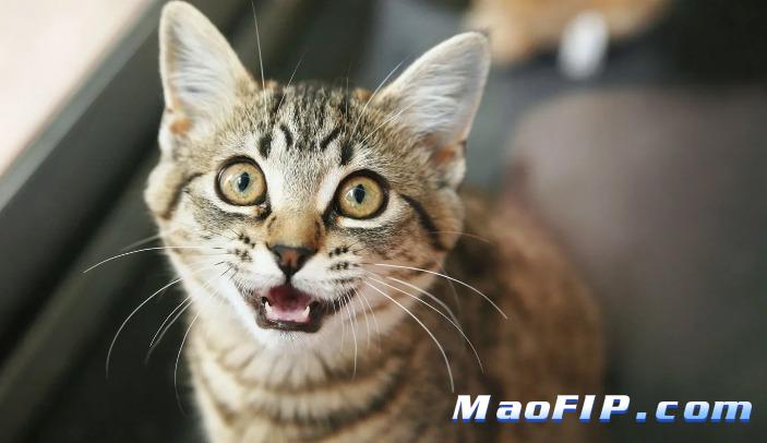 猫传腹和猫瘟的区别