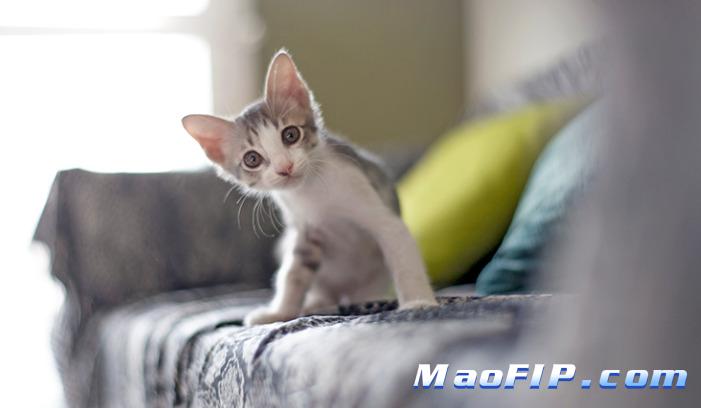 怎样预防猫传腹