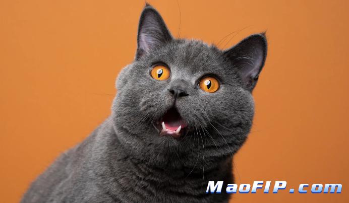 湿性猫传腹治疗需要多少钱