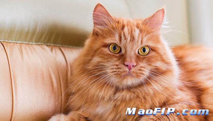 猫传腹会发烧吗