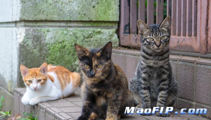 猫传腹与应激的关系