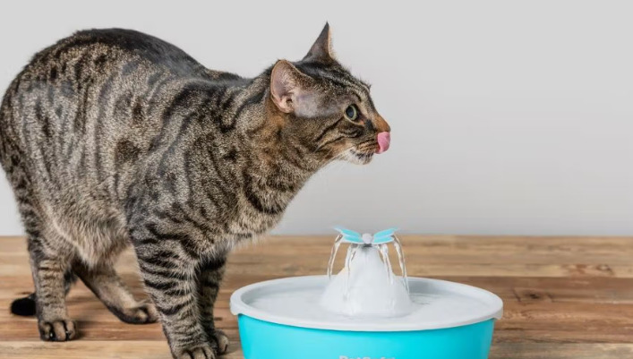 猫传腹治疗一般要花多少钱 普通家庭能承担吗