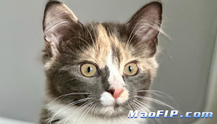 猫传染性腹膜炎猫咪能晒太阳吗