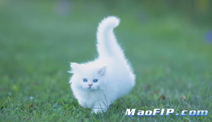 猫传染性腹膜炎(FIP)治疗土方
