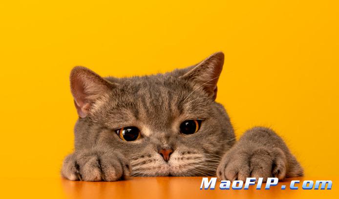 猫传腹有药可以治疗吗