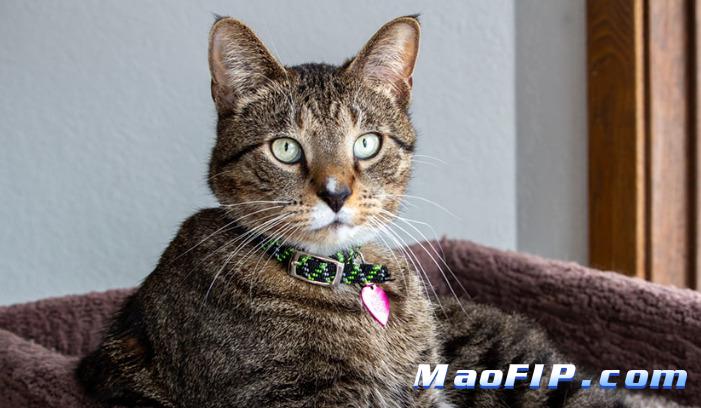 猫确诊传腹主人该怎么办