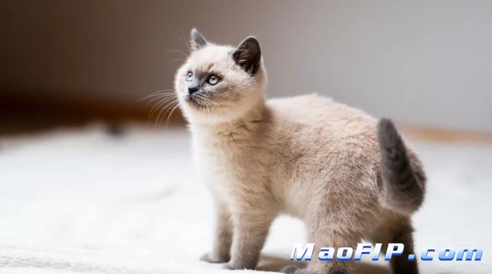 猫传染性腹膜炎(FIP)GS-441524打多少毫升