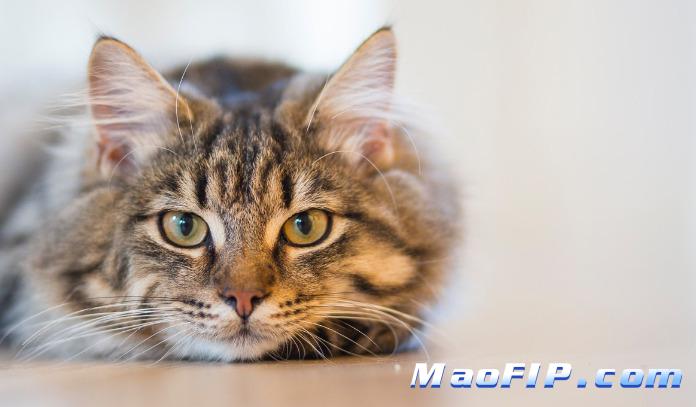 猫咪什么情况下容易得猫传腹