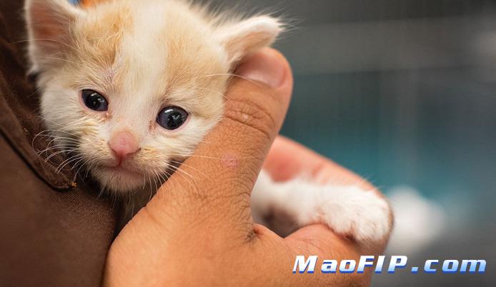 猫传腹的治疗方法