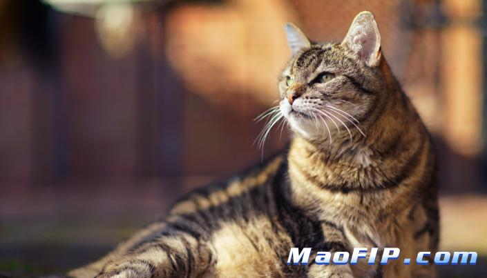 猫传腹病毒多久可以消失