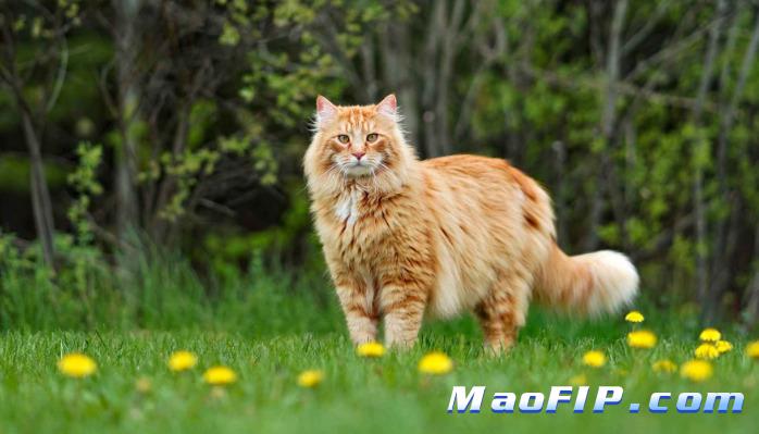 猫传腹诊断一定要等报告吗