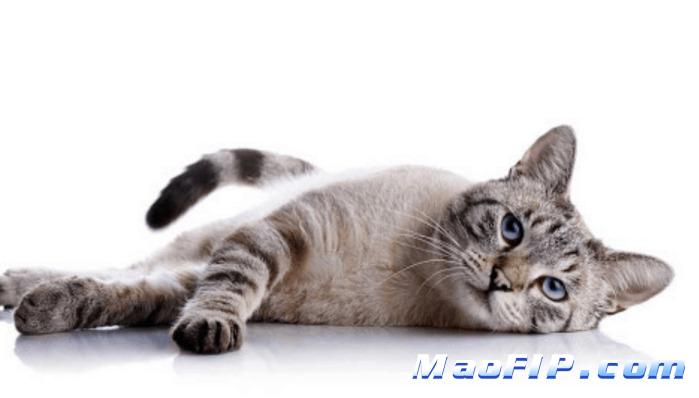 猫传腹治愈后复发率高吗