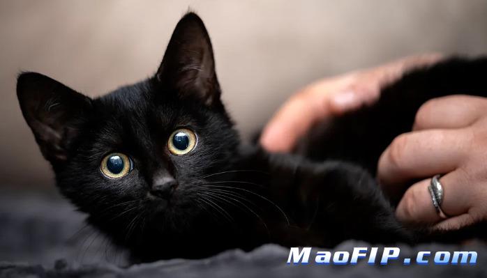 猫传腹治疗价格多少