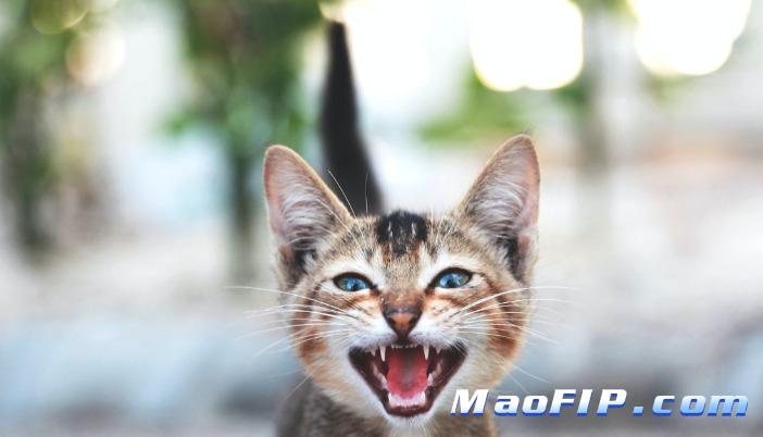 猫传腹检查费用大概多少