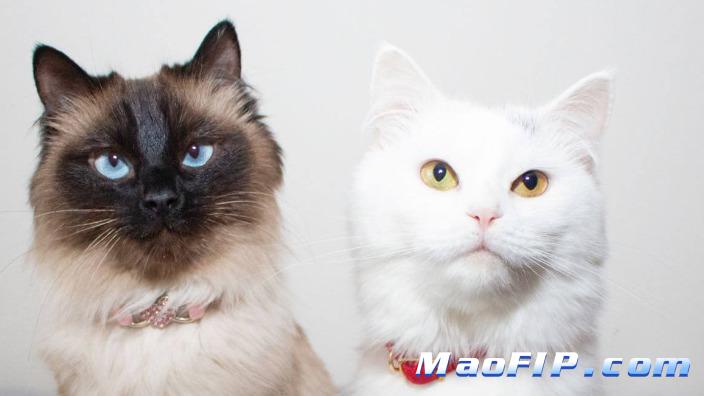 猫传腹(FIP)晚期