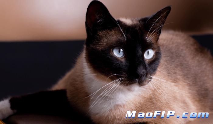 猫传腹早中晚期症状区别