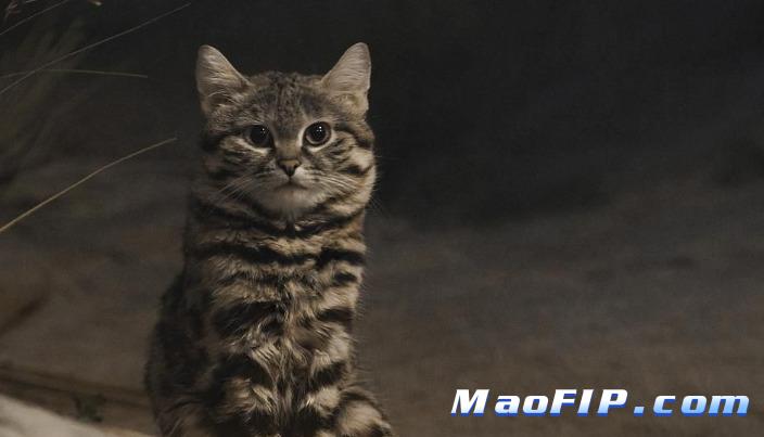 猫传染性腹膜炎怎么办