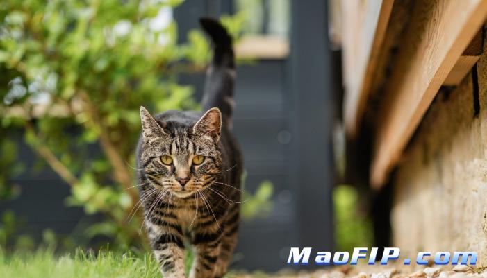 猫传腹传染人有什么症状