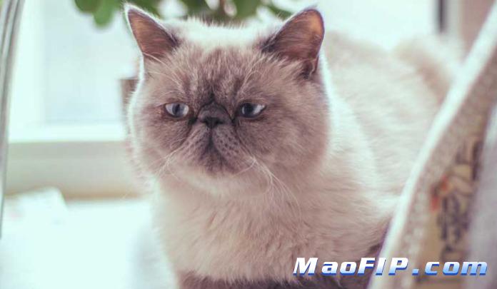 猫传染性腹膜炎诊断费用贵不贵