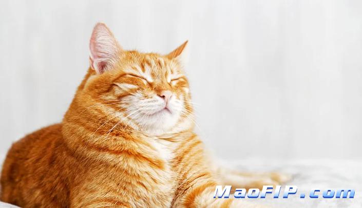 猫咪精神不好是不是传腹前兆