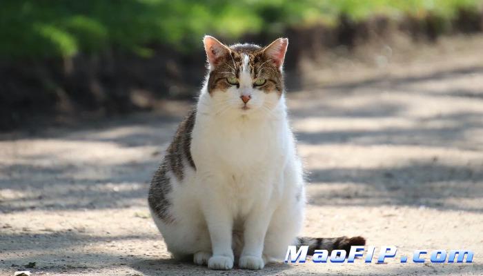 怎么确诊是猫传腹(FIP)