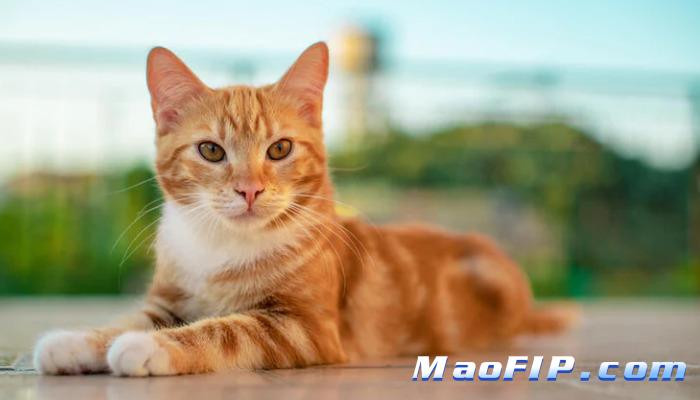 猫传腹有后遗症吗