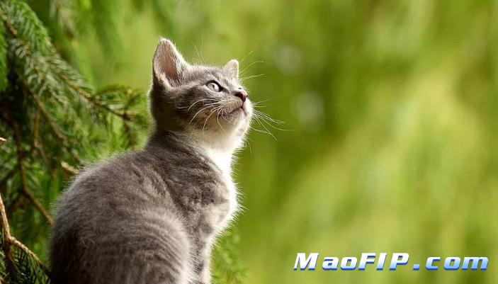 如何减少猫咪感染冠状病毒