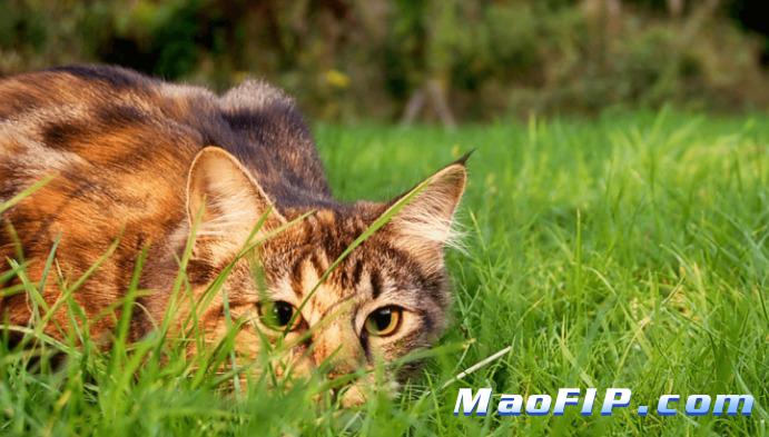 猫传染性腹膜炎的环境因素