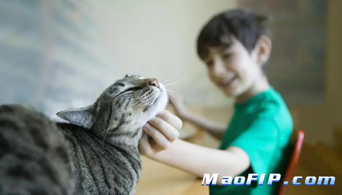 猫传腹能彻底治愈吗有没有后遗症