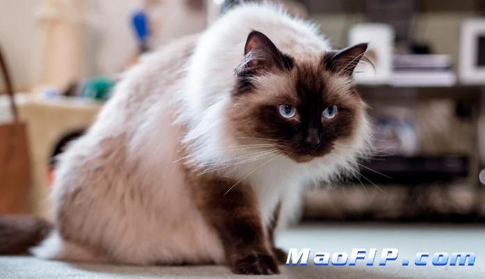 猫传腹不治会怎么样