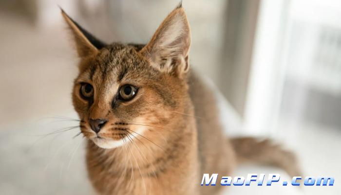 猫传染性腹膜炎如何治疗最好