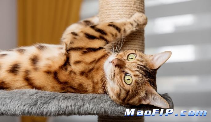 猫传腹诊断错误会有什么后果