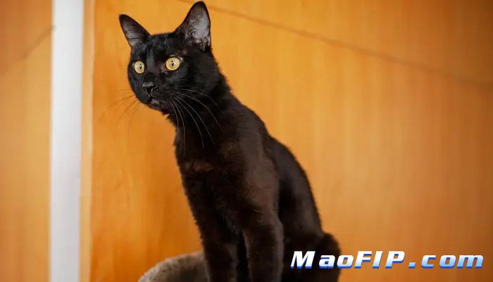 猫传腹停药后会不会复发 主人很担心