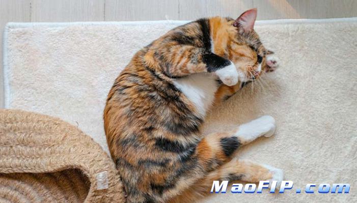 干性猫传腹病程