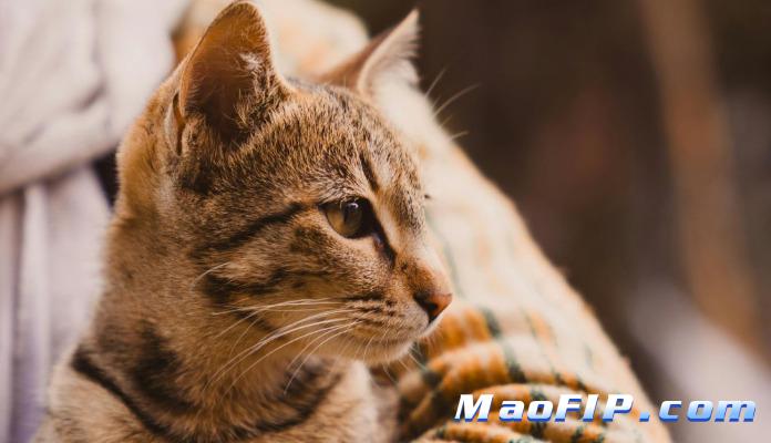 猫传腹用药期间能不能换方式