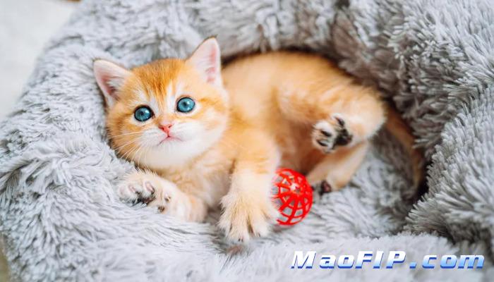 猫咪得了猫传腹该不该治