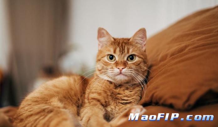 猫传腹治疗过程中能不能中断