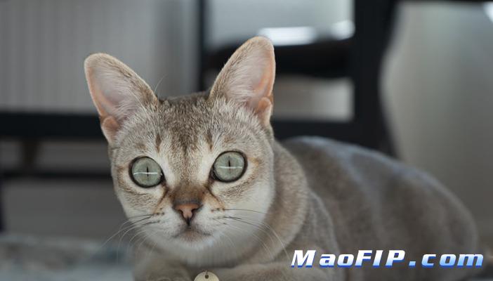 猫传腹很容易的吗