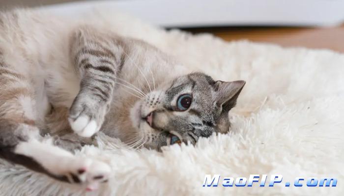 猫传染性腹膜炎(FIP)不治会死吗