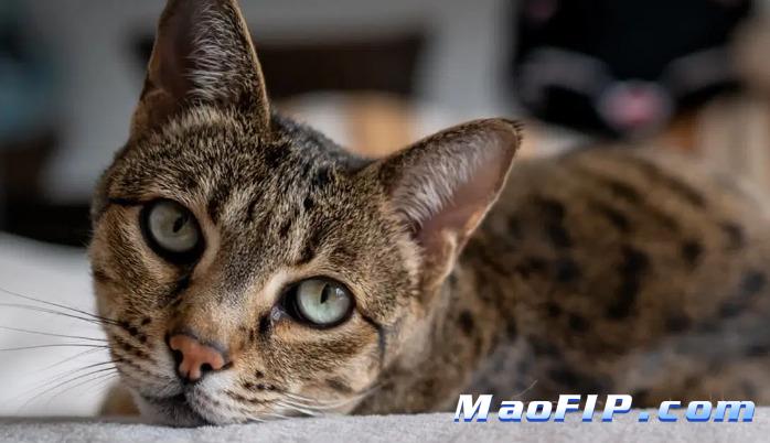 猫传腹口服药价格